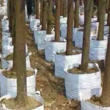 植树袋美植袋，育苗袋，无纺布植树袋，无纺布育苗容器
