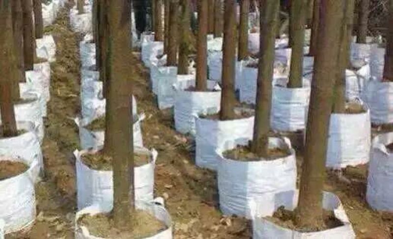 植树袋美植袋，育苗袋，无纺布植树袋，无纺布育苗容器