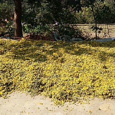 野菊花纯颗粒，通货都有