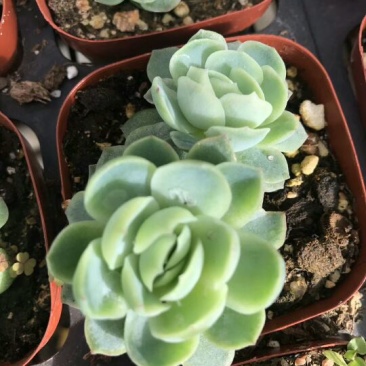 多肉植物双子贝瑞
