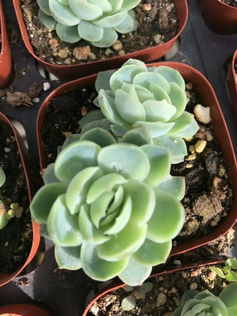 多肉植物双子贝瑞