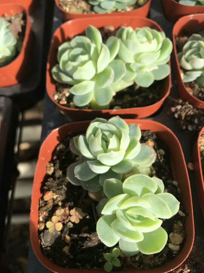 多肉植物双子贝瑞