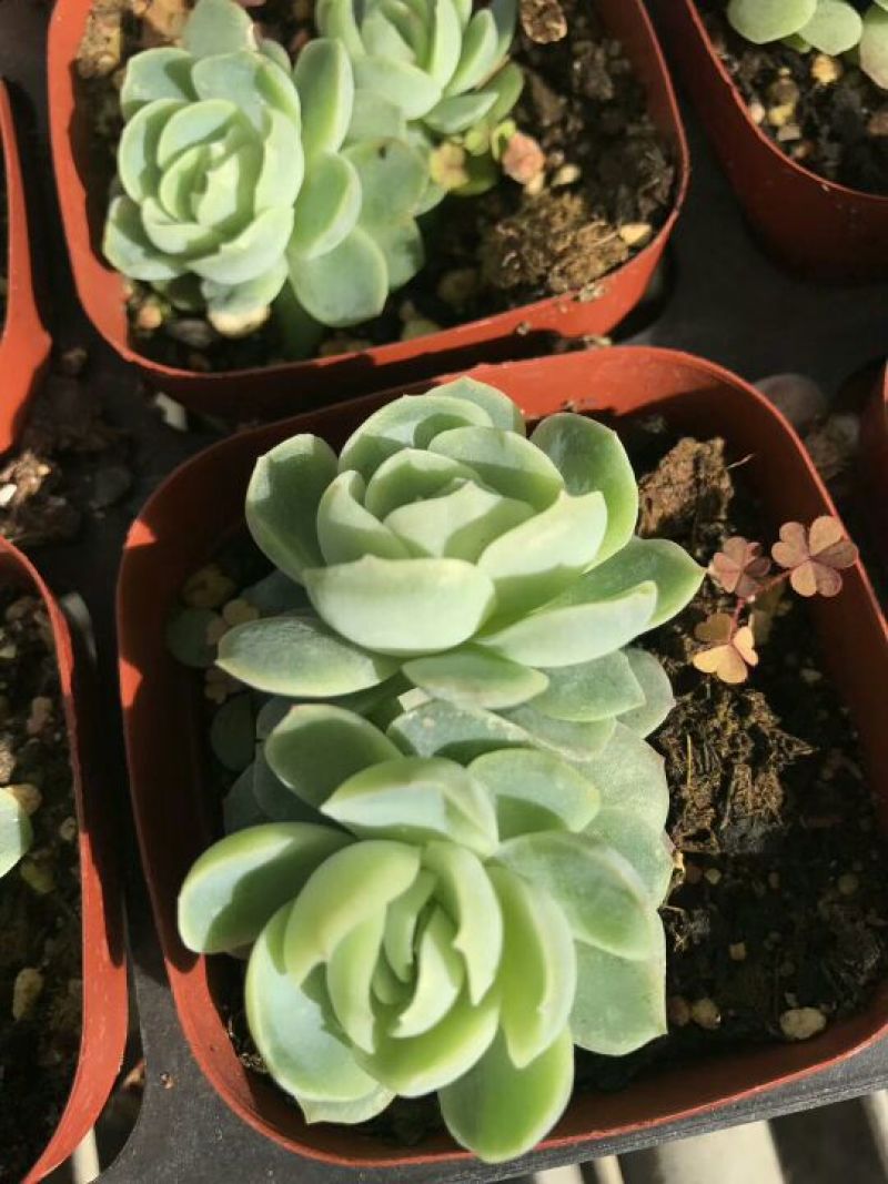 多肉植物双子贝瑞