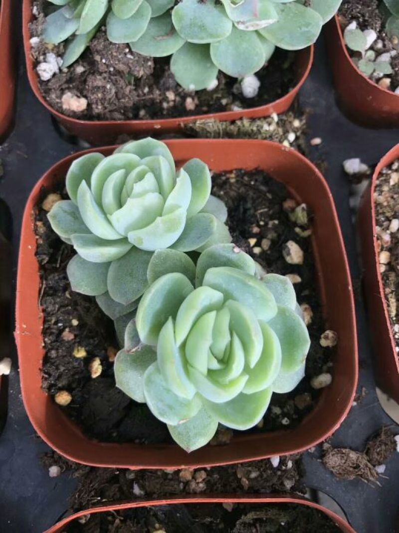 多肉植物双子贝瑞