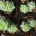 多肉植物双子贝瑞