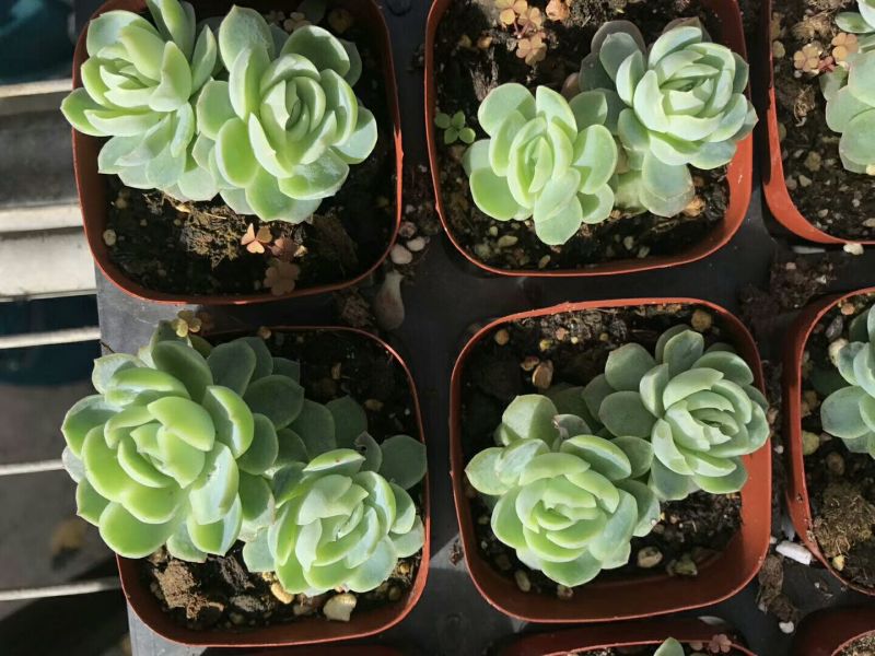 多肉植物双子贝瑞
