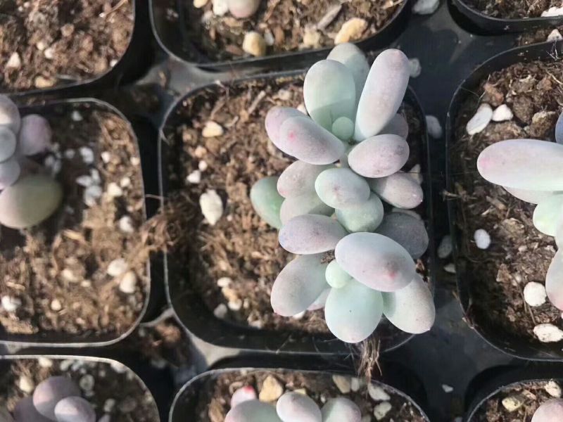 多肉植物桃美人群