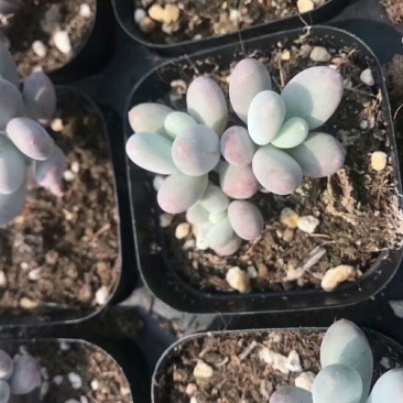 多肉植物桃美人群