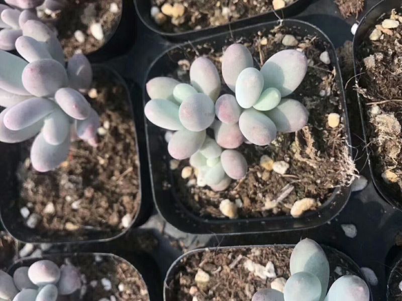 多肉植物桃美人群