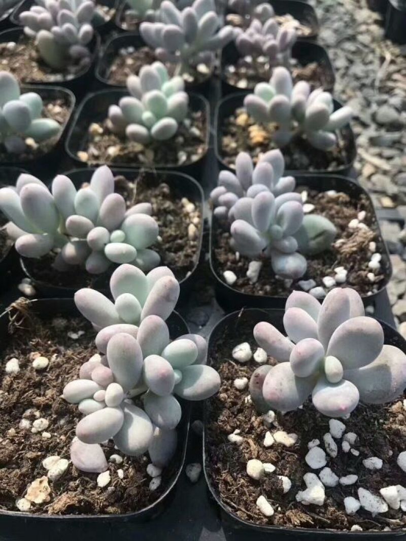 多肉植物桃美人群