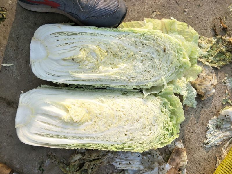 大量供应金乡冷库青杂3号北京3号可供市场泡菜厂