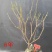 腊梅苗嫁接50~60cm