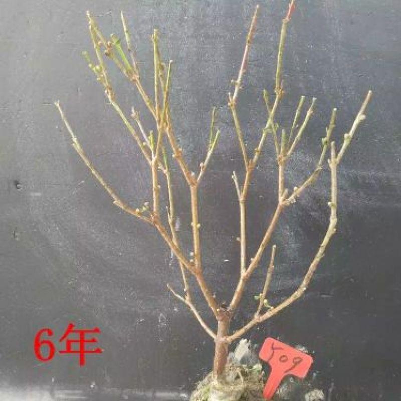 腊梅苗嫁接50~60cm