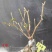 腊梅苗嫁接50~60cm