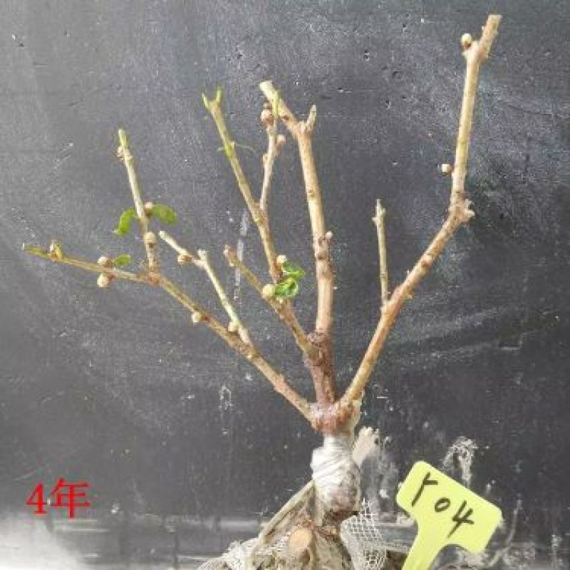 腊梅苗嫁接50~60cm