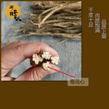 党参干货大条