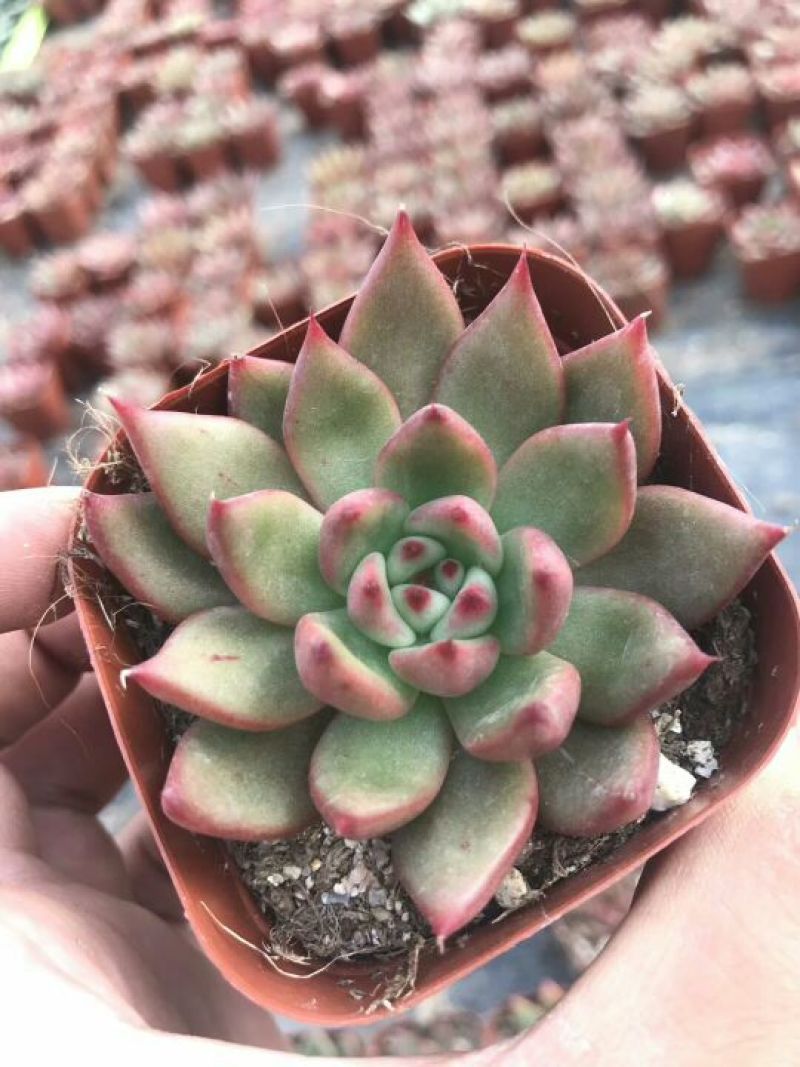 多肉植物含盆