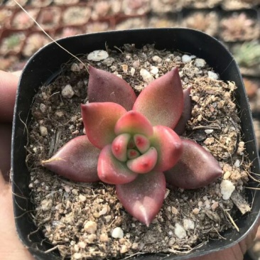 多肉植物含盆