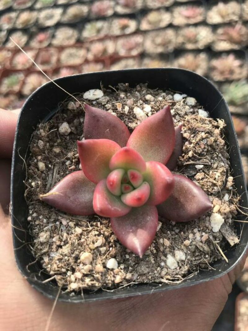 多肉植物含盆