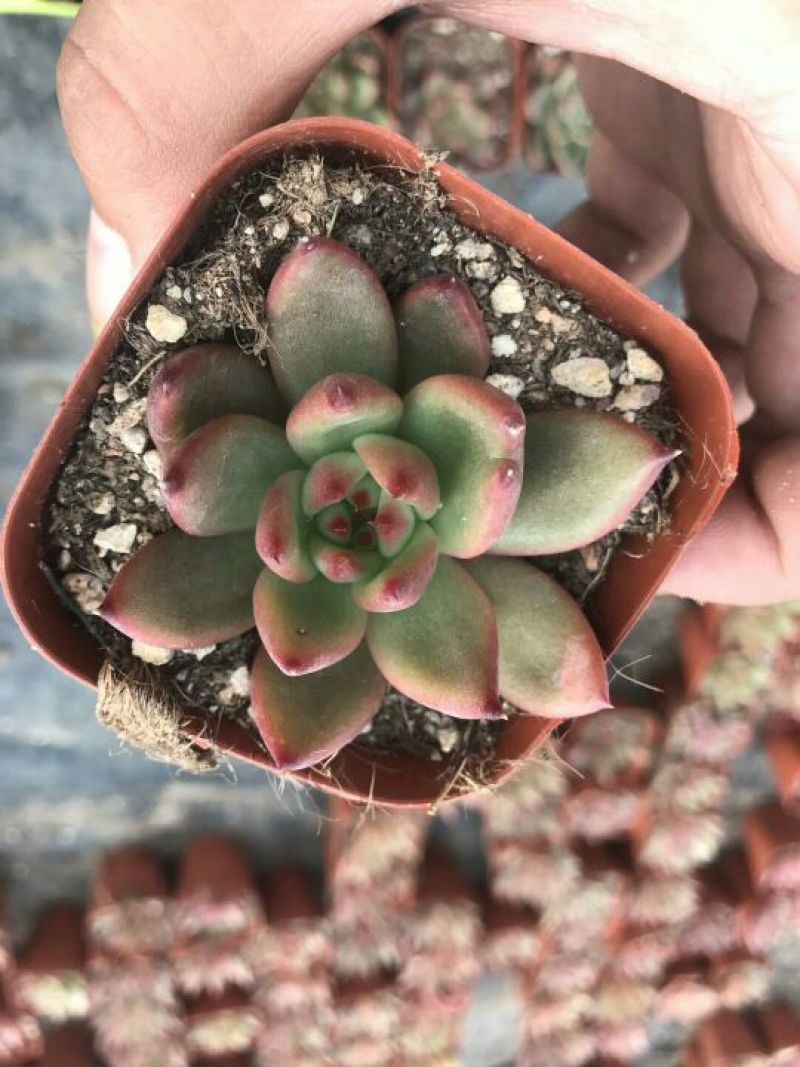多肉植物含盆