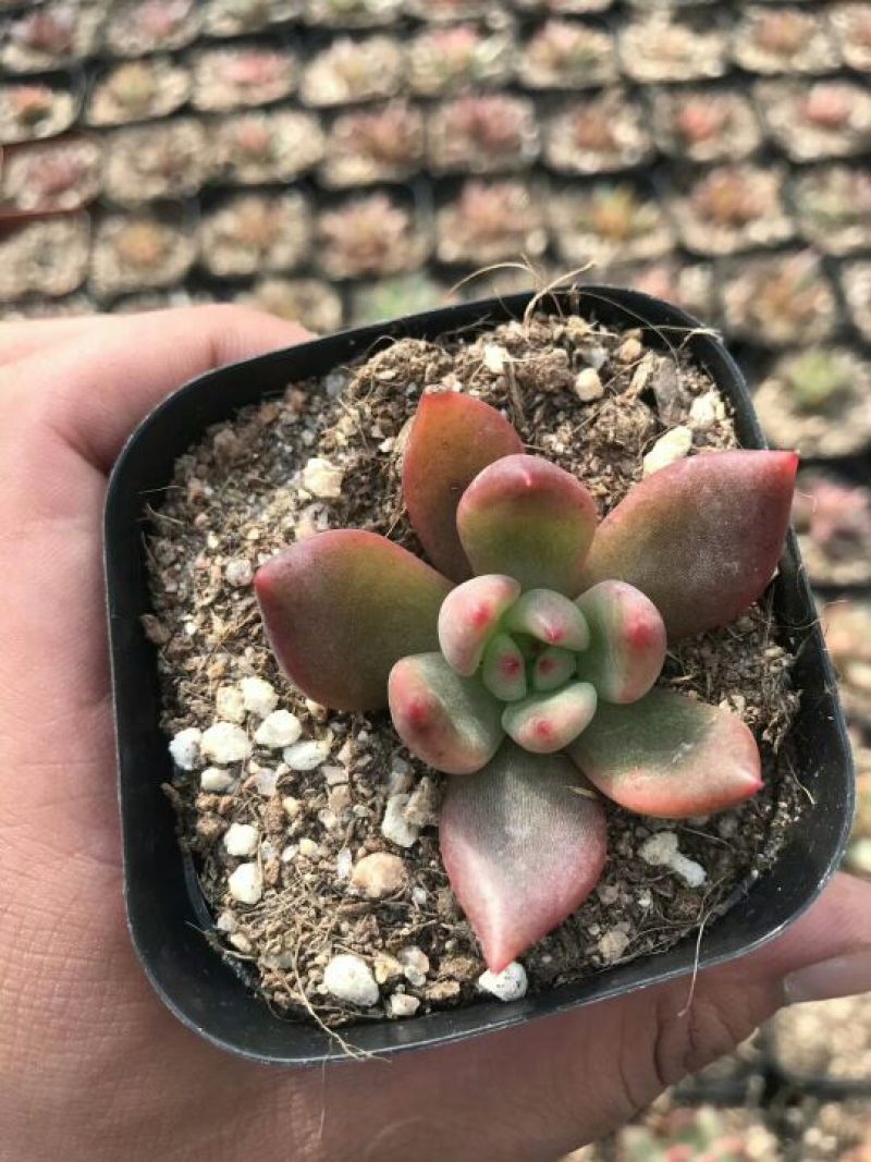 多肉植物含盆