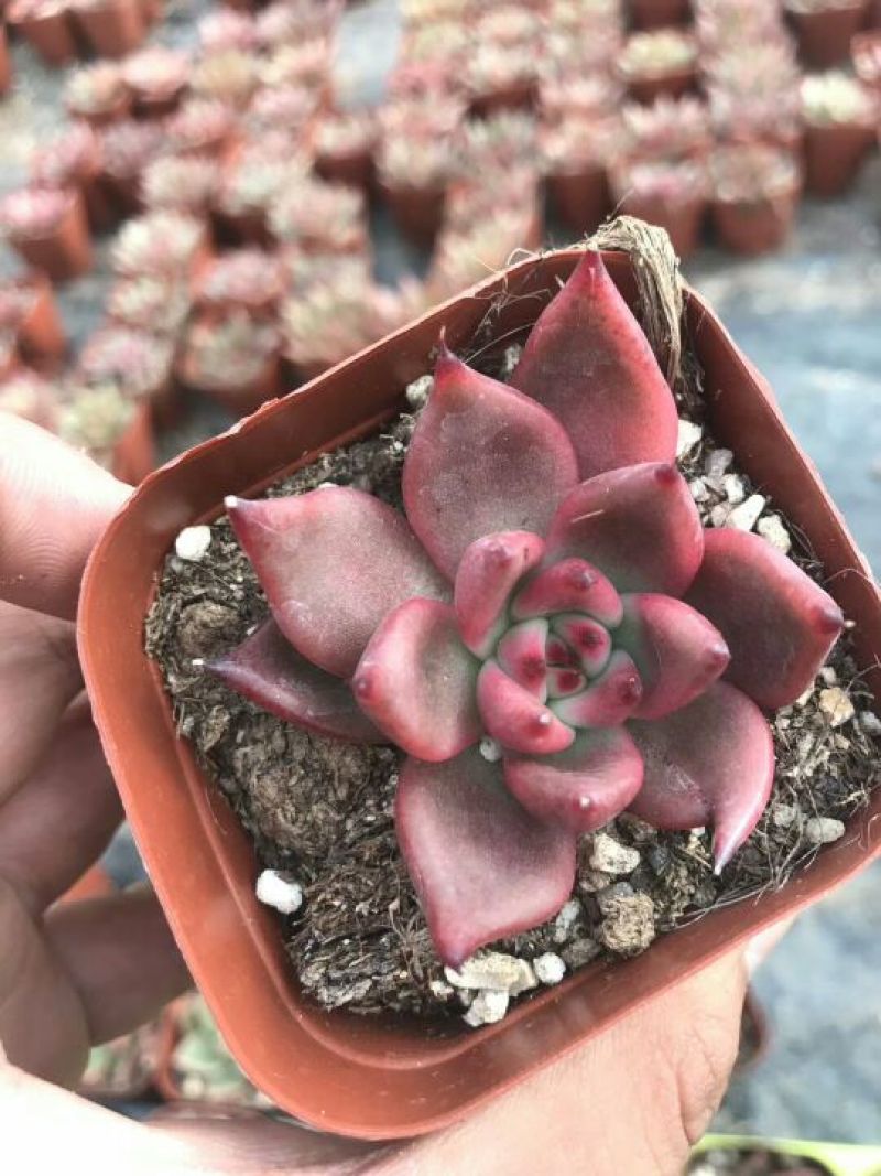 多肉植物含盆