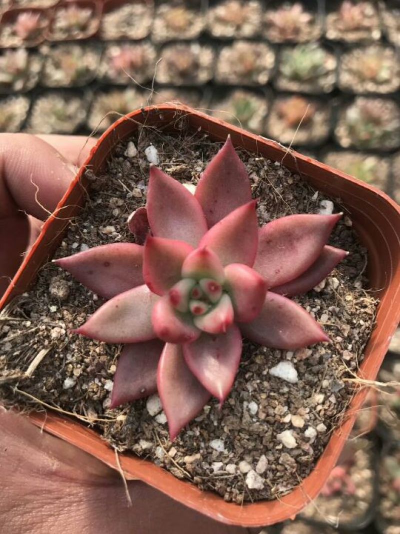 多肉植物含盆