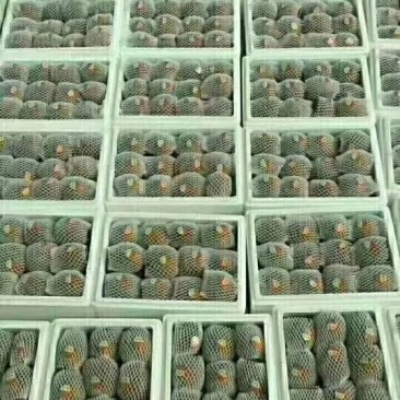 徐香猕猴桃精选大果一件代发包邮