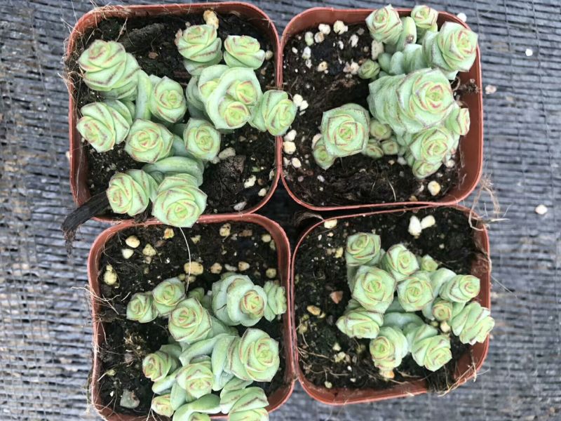 多肉植物不含盆