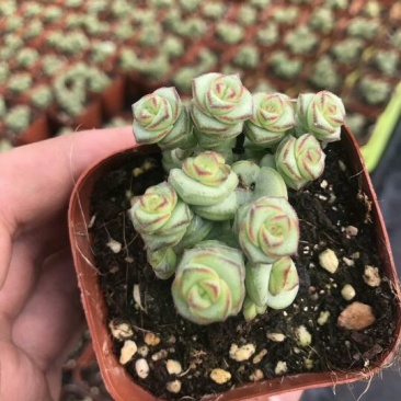 多肉植物不含盆
