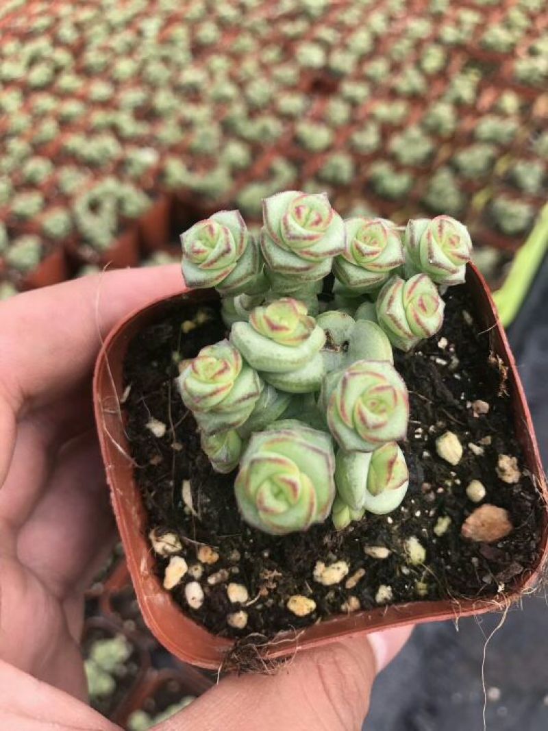 多肉植物不含盆