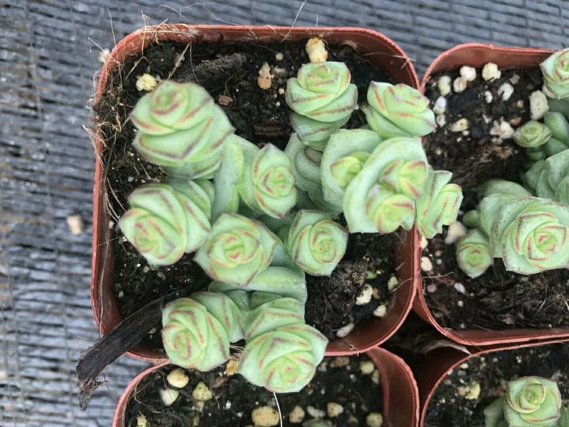 多肉植物不含盆