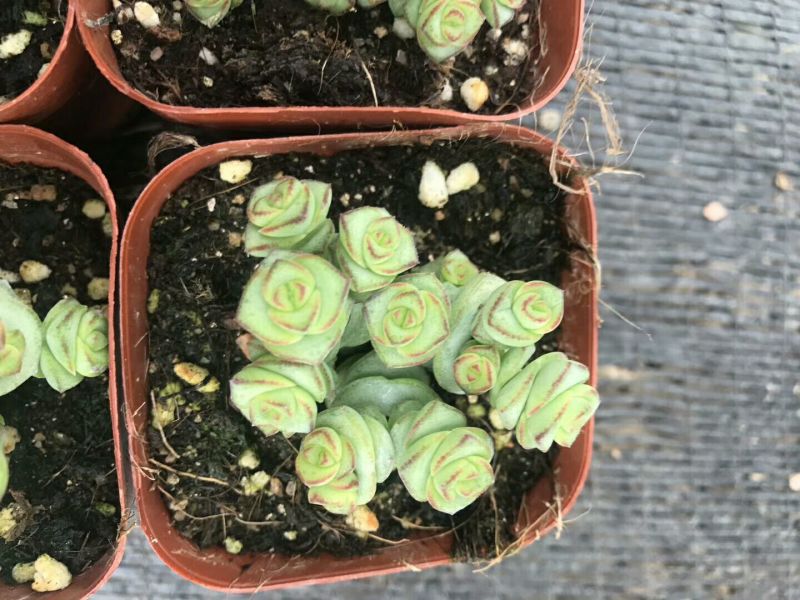多肉植物不含盆