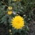 干菊花