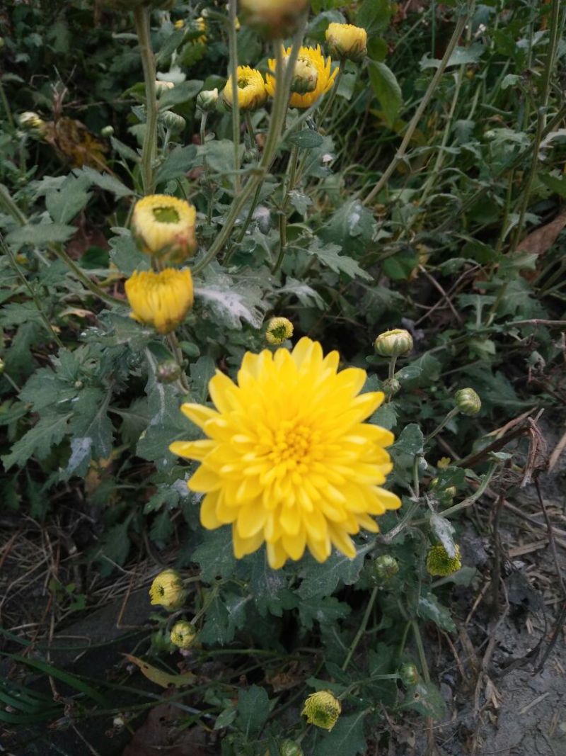 干菊花