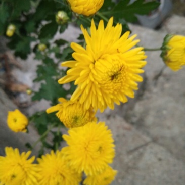 干菊花