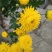 干菊花