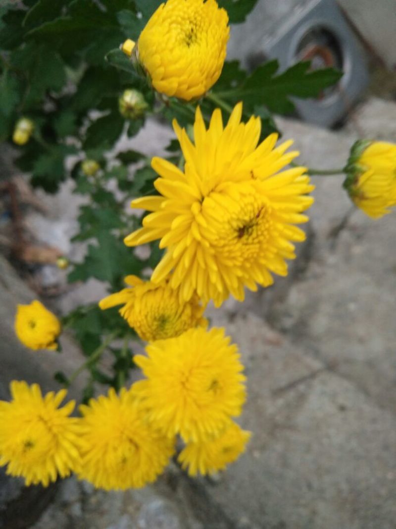 干菊花