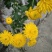 干菊花