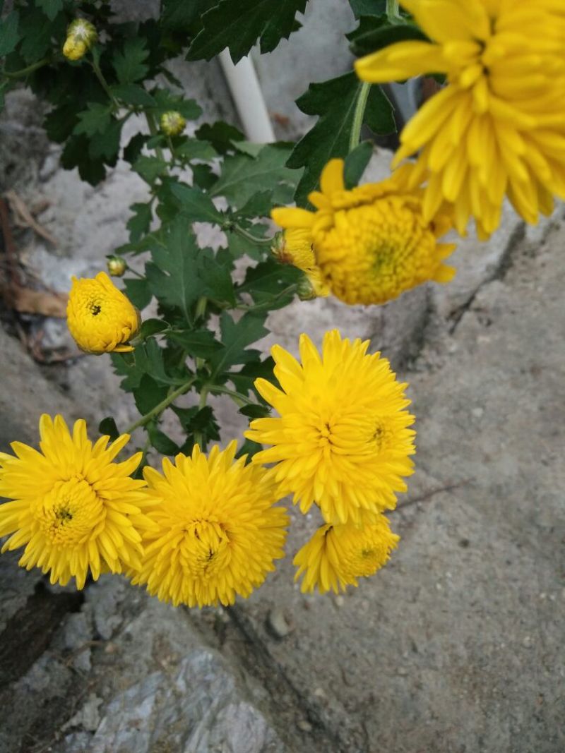 干菊花