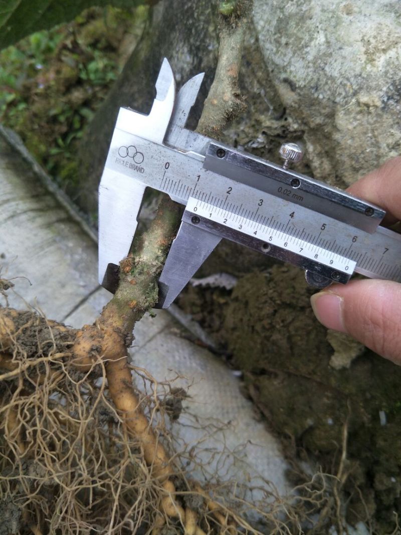 猕猴桃苗实生苗0.6~0.8cm40~50cm