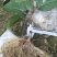 猕猴桃苗实生苗0.6~0.8cm40~50cm