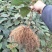 猕猴桃苗实生苗0.6~0.8cm40~50cm