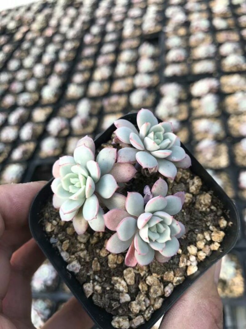 花盆凌波仙子