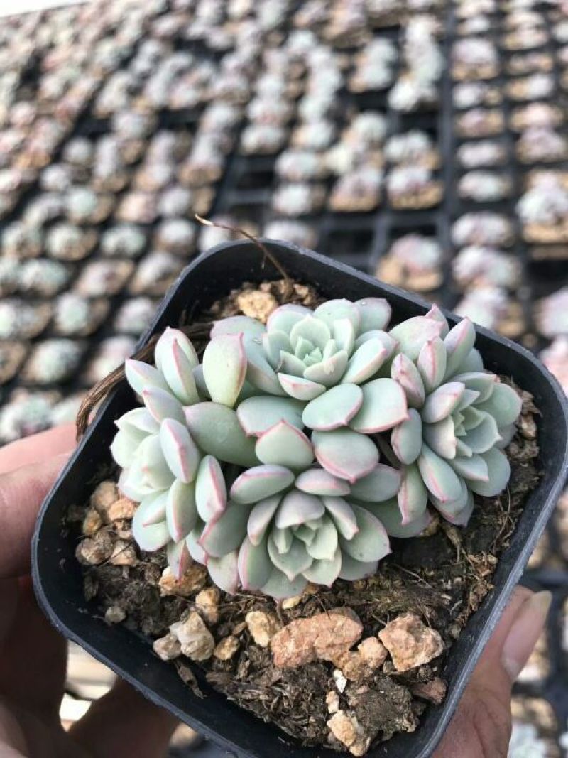 花盆凌波仙子