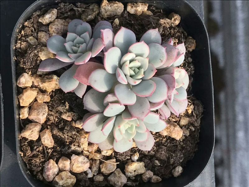 花盆凌波仙子