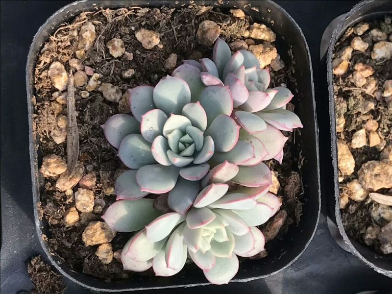 花盆凌波仙子