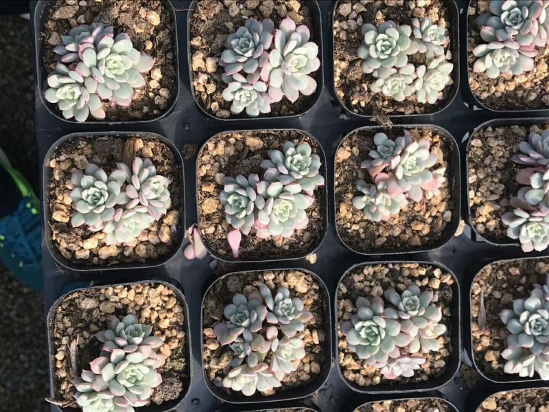花盆凌波仙子