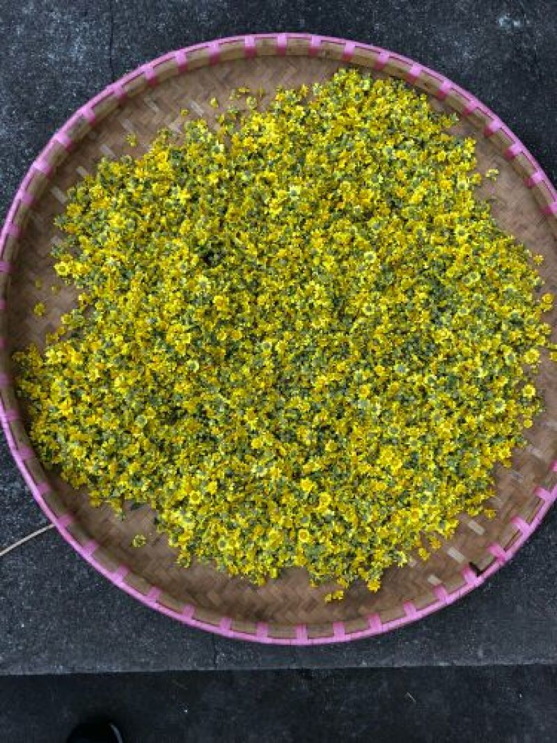野菊花散装