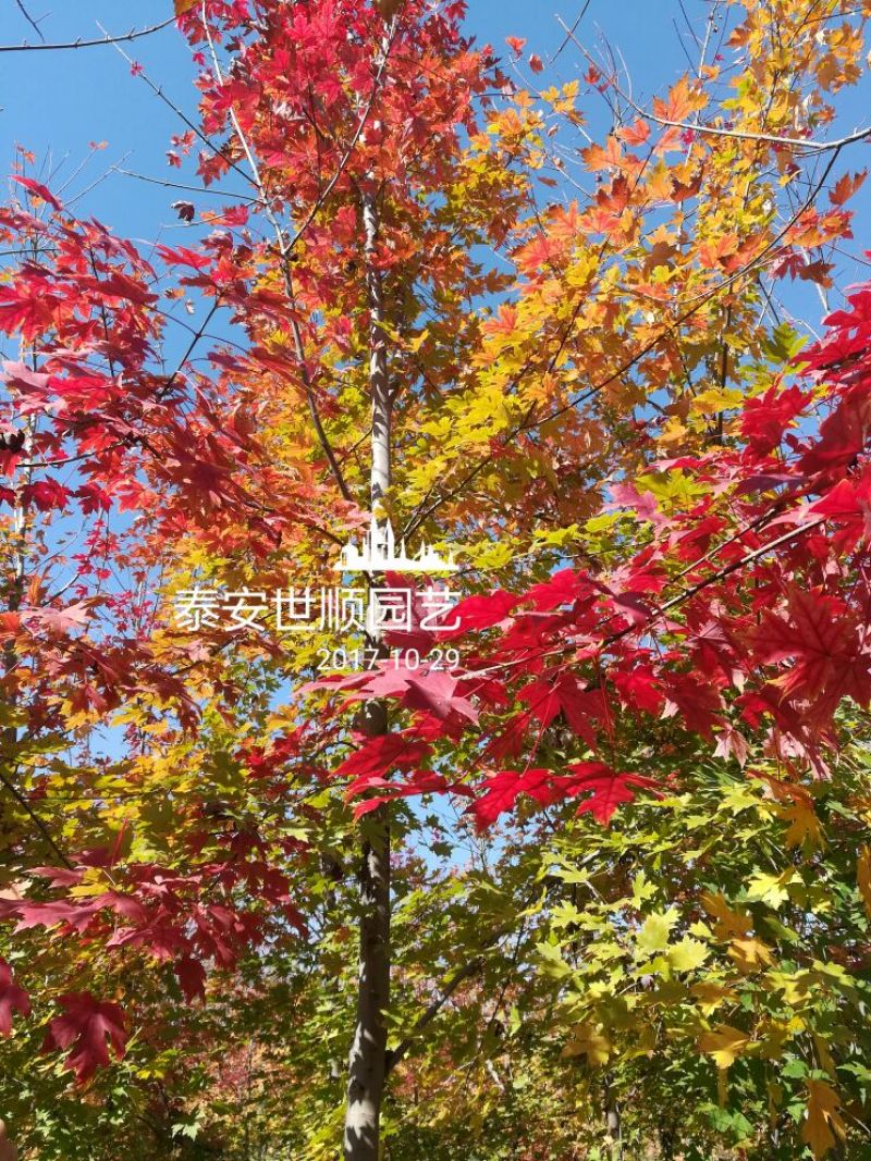 美国红枫10cm以下，诚信为本。